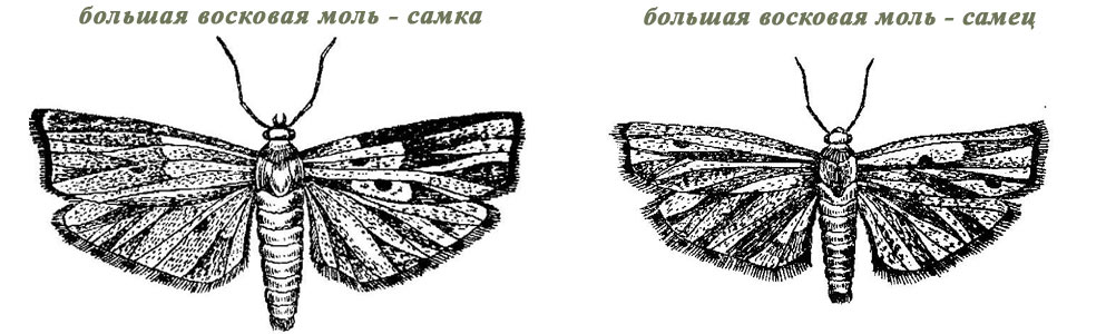 image: Большая восковая моль самец и самка
