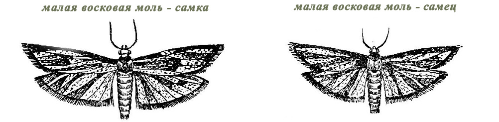 image: Малая восковая моль самец и самка