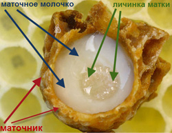 Продукт пчеловодства: Маточное молочко
