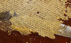 Продукт пчеловодства: Забрус