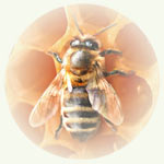 Картинка: Пчела на сотах