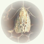 Картинка: Восковая моль – бабочка на сотах